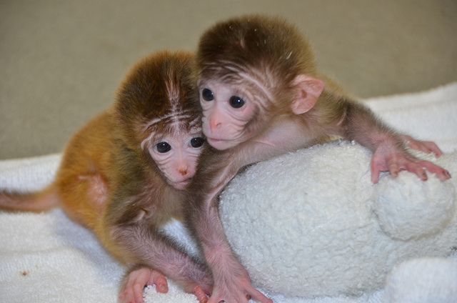 «Χιμαιρικοί» πίθηκοι με δεκάδες γονείς