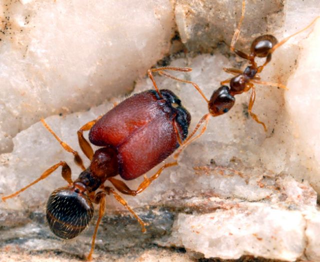 Δημιούργησαν μυρμήγκια υπερστρατιώτες