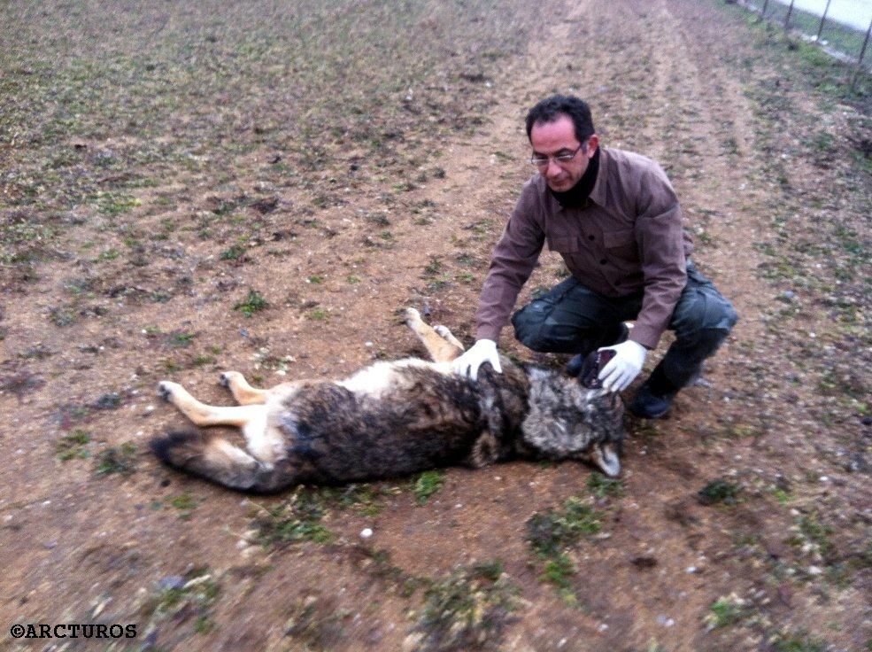 Καστοριά: Βρέθηκε δεύτερος δηλητηριασμένος λύκος