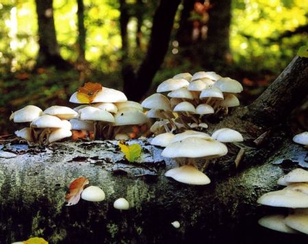 Food Authority issues warning about wild mushroom consumption