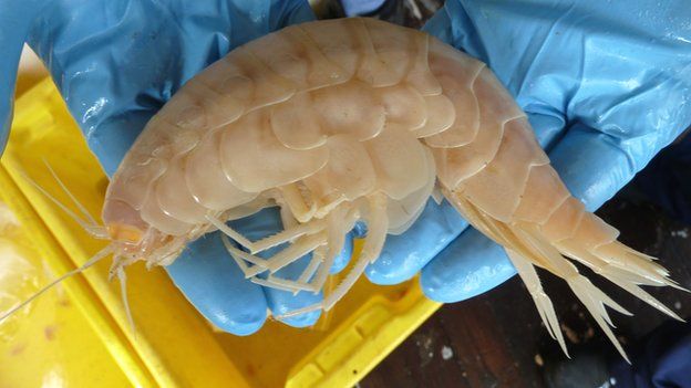 «Σουπεργιγάντια» αμφίποδα στην άβυσσο