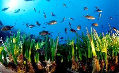 Η ζωή της ποσειδωνίας στο Αιγαίο