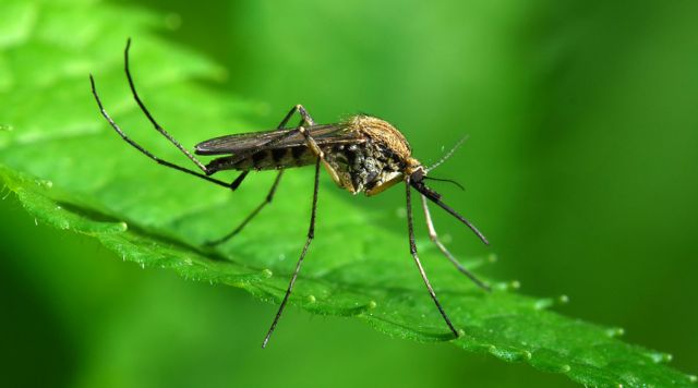 Διπλάσιος ο αριθμός θανάτων από ελονοσία