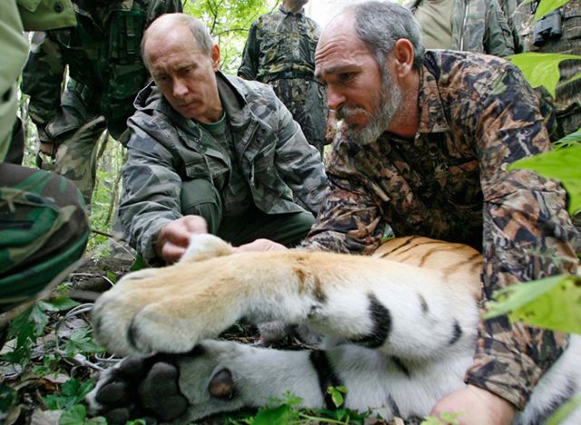 Επικοινωνιακή απάτη ο «άθλος» του Πούτιν να αναισθητοποιήσει τίγρη