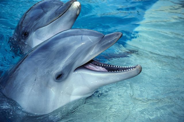 «Συμμορίες» δελφινιών για τα μάτια των θηλυκών