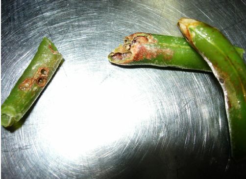 Φασολάκια με… σκουλήκι σε δημοτικούς βρεφονηπιακούς σταθμούς