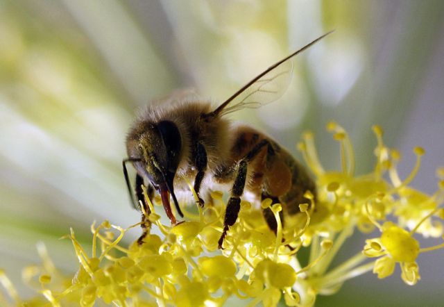 110.000 ευρώ για τις αποικίες μέλισσες