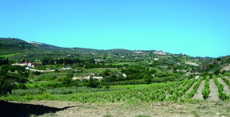 Τα κρασιά του κόσμου: Η γλυκιά Κουμανταρία