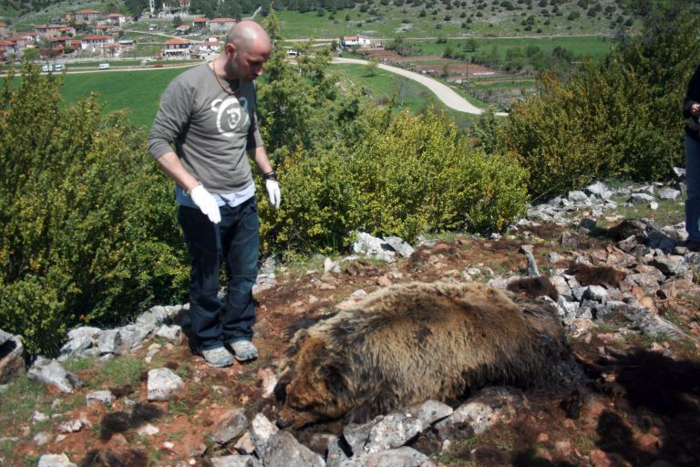 Νεκρή αρκούδα βρέθηκε στη Φλώρινα | tovima.gr