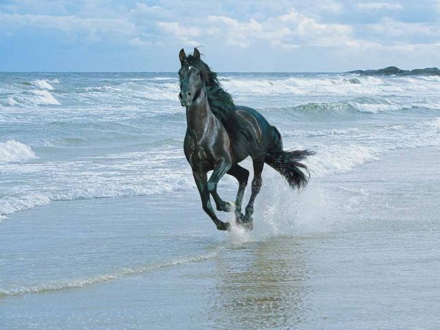 Στη δυτική Ευρασία «γεννήθηκαν» τα ήμερα άλογα