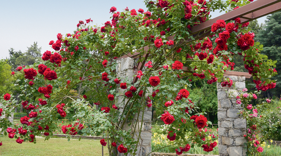 Το όνομα του Ρόδου