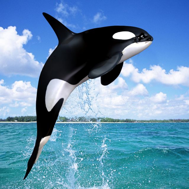 Οι φάλαινες «ρυθμίζουν» την ακοή τους | tovima.gr