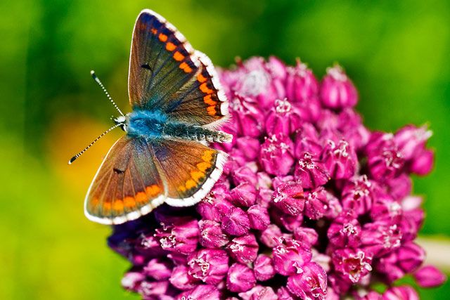 Φτερωτός «νικητής» της υπερθέρμανσης