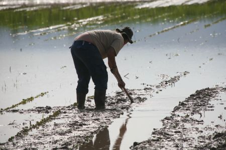 Συμμαχία οκτώ υπουργών Γεωργίας για το ρύζι
