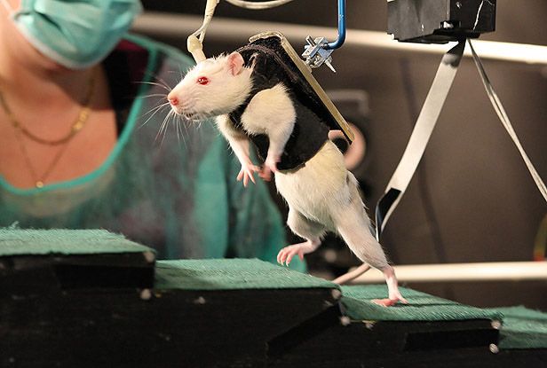 Ρομπότ βοηθά παράλυτους ποντικούς να ξαναπερπατήσουν