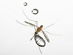 Κουνούπια: Οι «μαχητές» της βροχής
