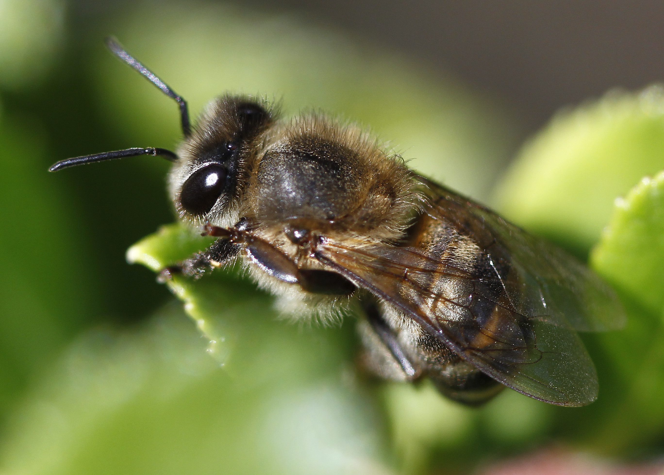 Γαλλία: Μέλι σε αποχρώσεις του μπλε…