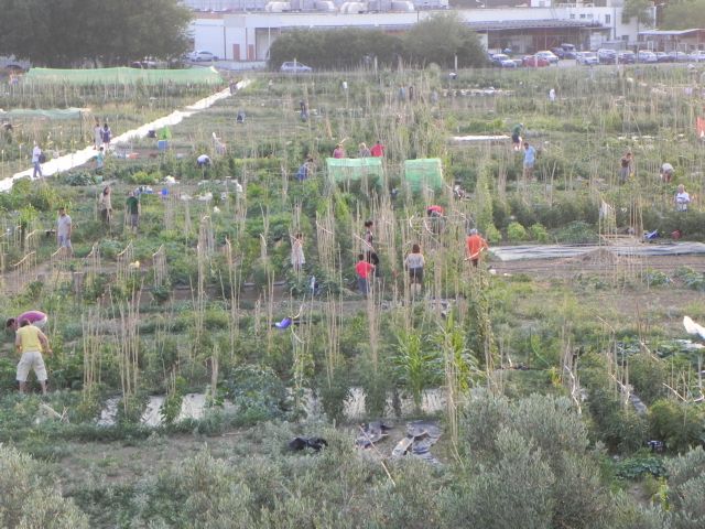 Φτιάξε το δικό σου λαχανόκηπο με τη στήριξη του Α.Π.Θ.