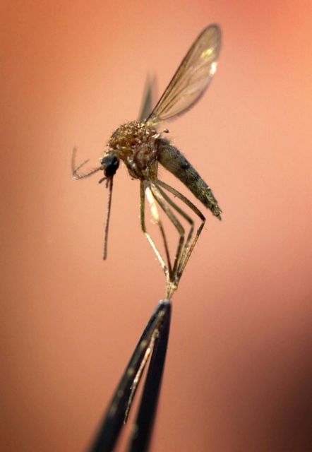 Τα κουνούπια δεν κάνουν διακοπές | tovima.gr