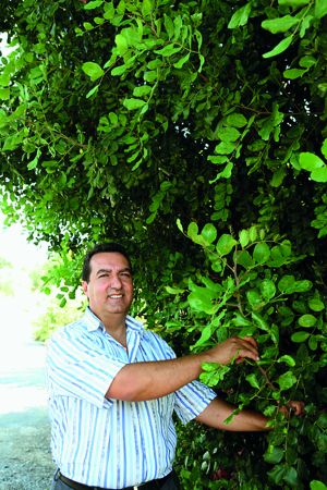 Συνδαιτυμόνας: Θησαυρός από χαρούπι