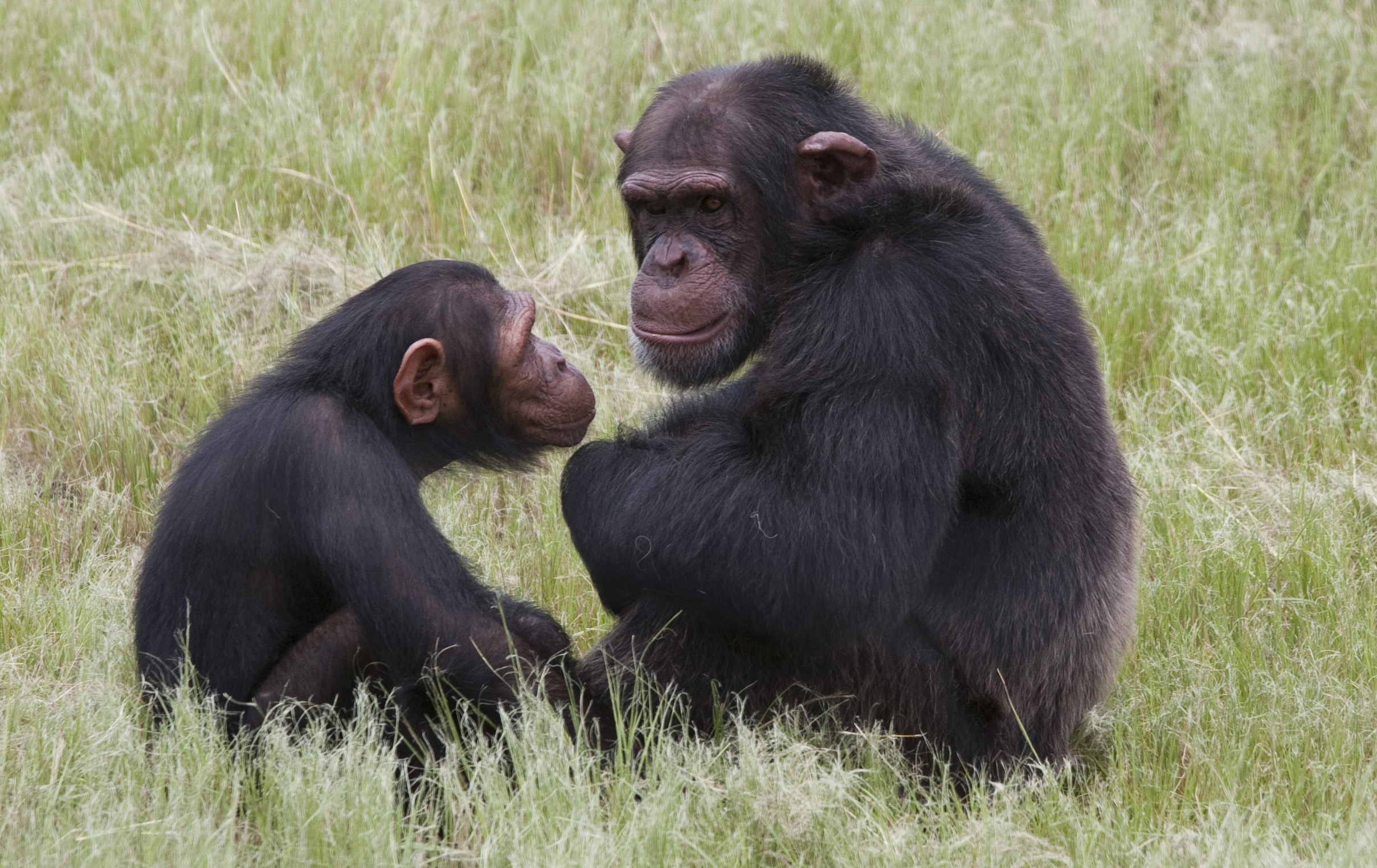 Η εξυπνάδα είναι κληρονομική στους χιμπαντζήδες