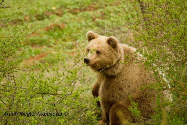 «Ζημιάρα» αρκούδα αναστατώνει την Καστοριά | tovima.gr