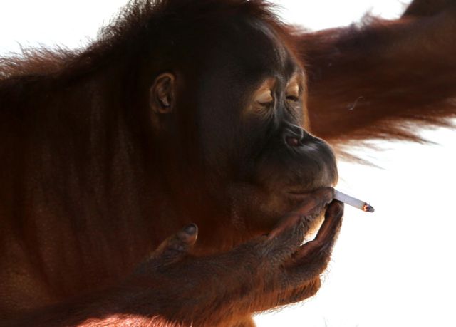 Ινδονησία: Ουρακοτάγκος σε… απεξάρτηση από το κάπνισμα | tovima.gr