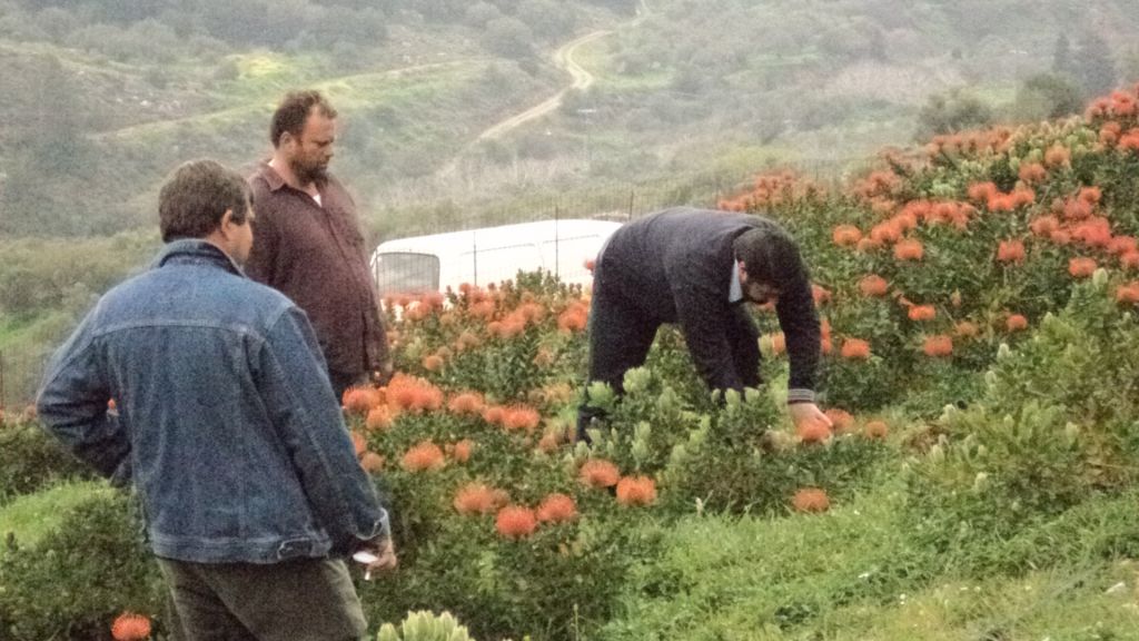 Οι καρποί της κρητικής γης κατακτούν τη Ρωσία και την Κίνα