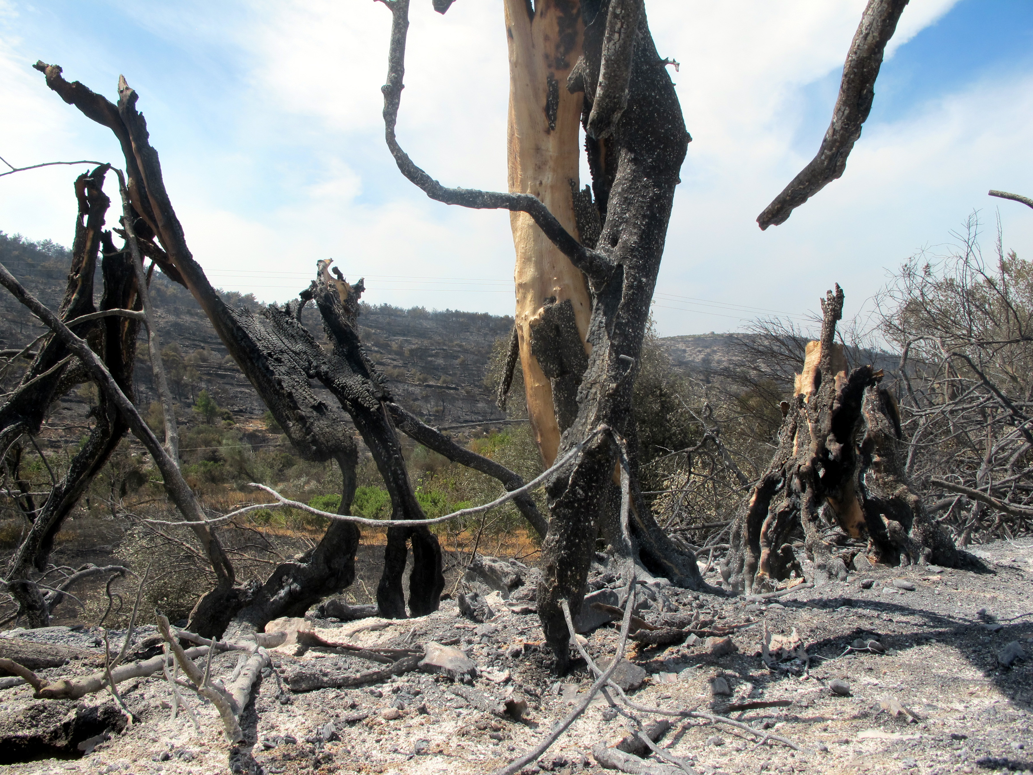 Χίος: Στάχτη 40% των μαστιχοκαλλιεργειών – σε εξέλιξη για 4η ημέρα η φωτιά