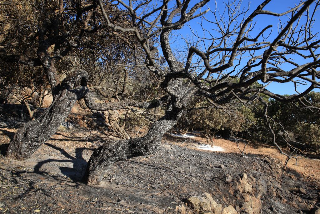 Χίος: 146.000 στρέμματα αφάνισε η καταστροφική πυρκαγιά