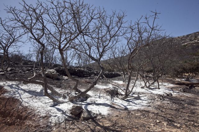 Χίος: Τα επόμενα βήματα για τη σωτηρία των καμένων εκτάσεων