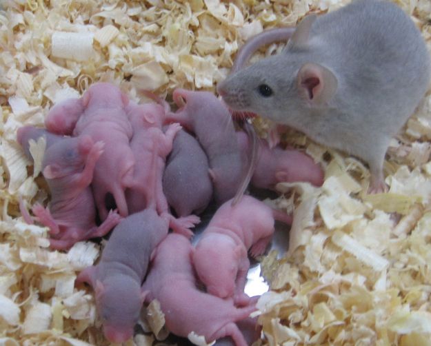 Ποντίκια γεννούν με ωάρια από βλαστικά κύτταρα