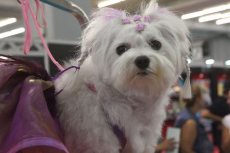 Τριήμερο με κατοικίδια εν δράσει για δεύτερη χρονιά στην Αθήνα