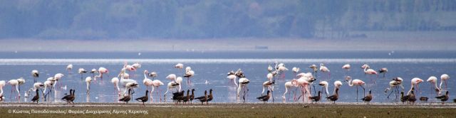Κυνηγούσαν παράνομα πάπιες στο Εθνικό Πάρκο Κερκίνης