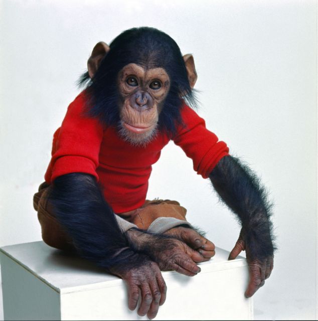 Ενας χιμπατζής αλλιώτικος από τους άλλους
