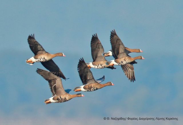 Αυξήθηκε ο πληθυσμός της παγκοσμίωςαπειλούμενης νανόχηνας