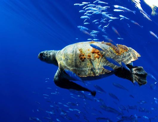 Χαϊλάντερ οι θαλάσσιες χελώνες