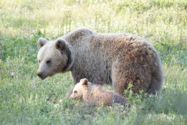 Στις δέκα ανήλθαν οι νεκρές αρκούδες από την αρχή του έτους