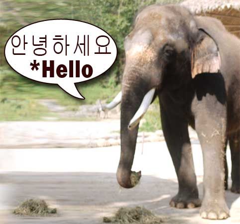 Ελέφαντας που μιλάει…κορεάτικα