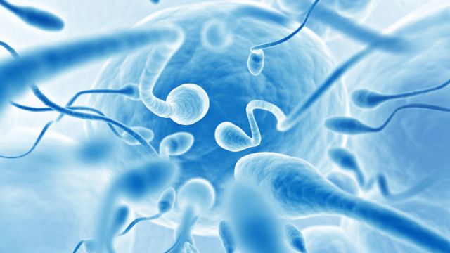 Βλαστοκύτταρα αποκαθιστούν τη χαμένη ανδρική γονιμότητα