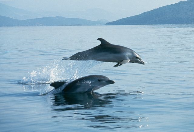 Απάντηση ΥΠΕΚΑ για τα δελφίνια και τις φάλαινες του Αιγαίου