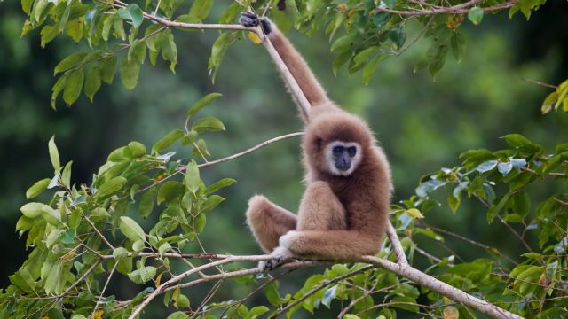Σε δραματική παρακμή ένα στα τρία είδη σπονδυλωτών