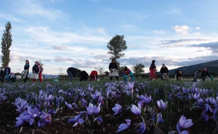 Κινέζοι επιχειρηματίες ενδιαφέρονται για τον κρόκο Κοζάνης