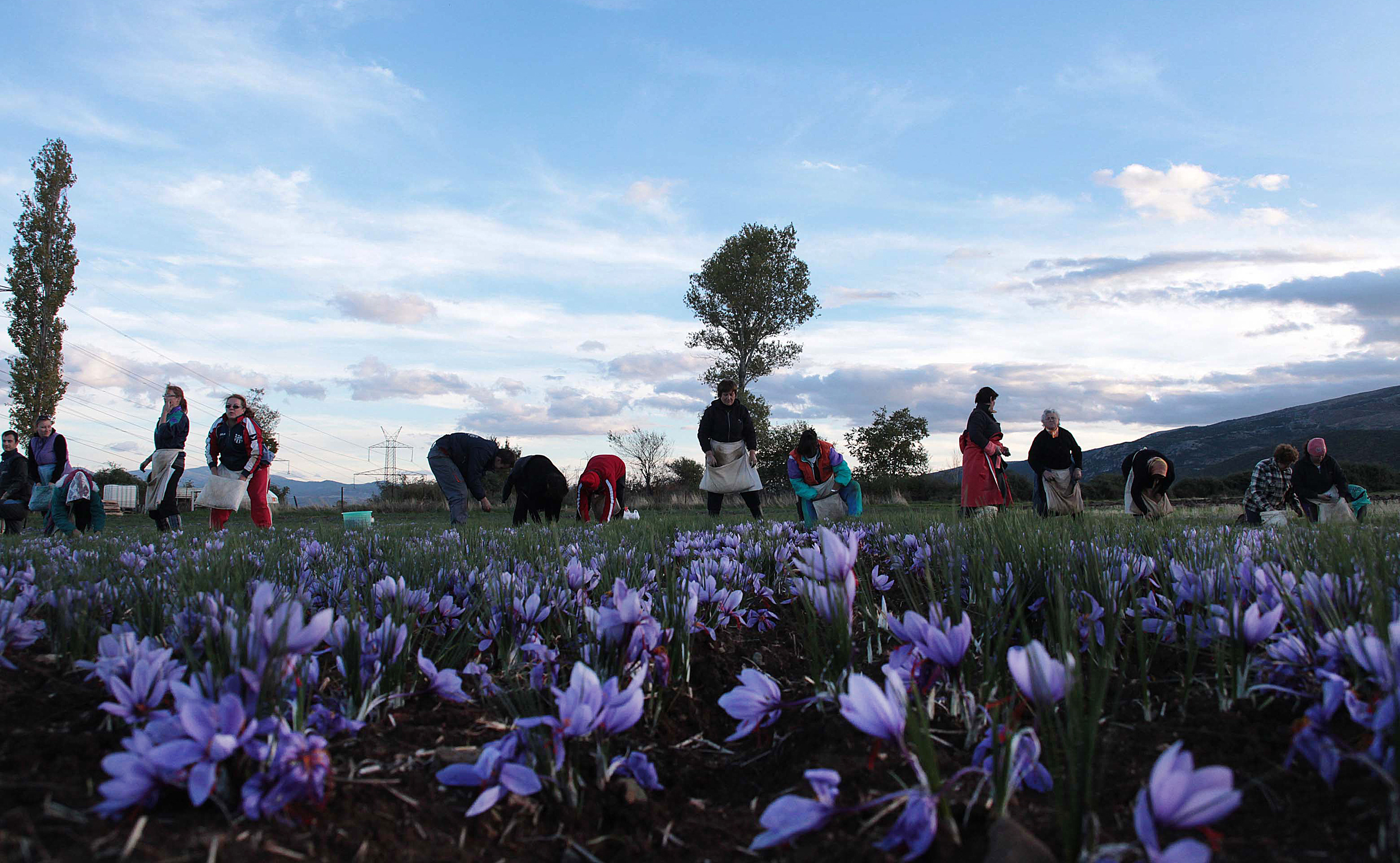 Κινέζοι επιχειρηματίες ενδιαφέρονται για τον κρόκο Κοζάνης
