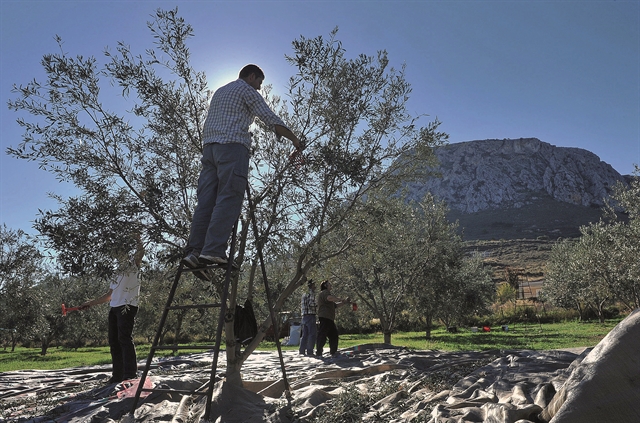 Τα τρία «κλειδιά» για το επόμενο βήμα στην αγροδιατροφή