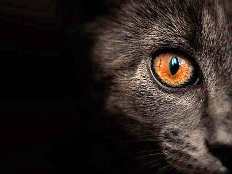 Πώς ένα παράσιτο της γάτας «κυριεύει» τον ανθρώπινο εγκέφαλο