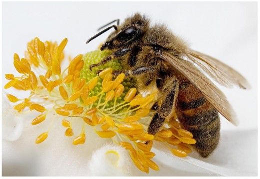 Ξεκλειδώθηκαν τα γενετικά μυστικά των μελισσών