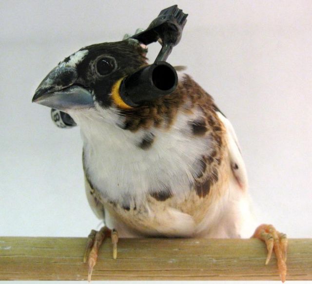 Τα μαθηματικά του κελαϊδίσματος