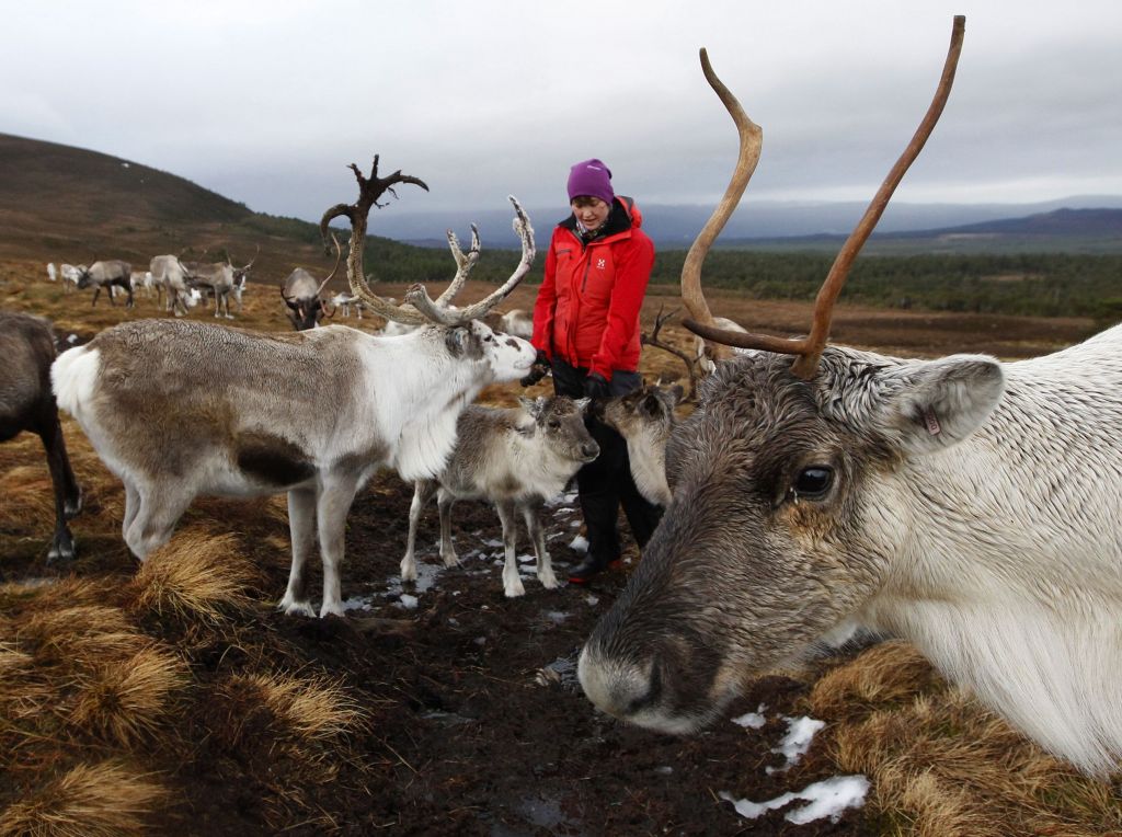 Νορβηγία: Οι τάρανδοι αναζητούν δροσιά στις σήραγγες