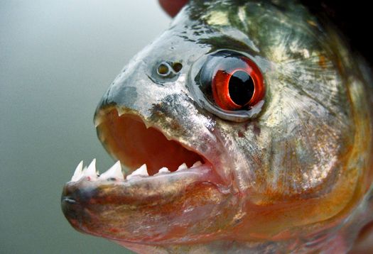 Τα ισχυρότερα σαγόνια στην ιστορία της Γης